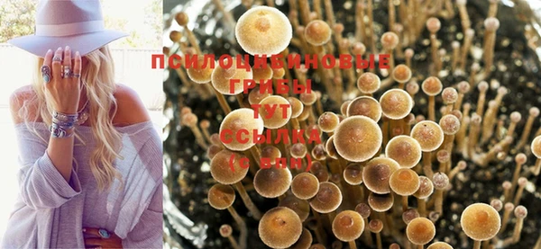 apvp Алзамай
